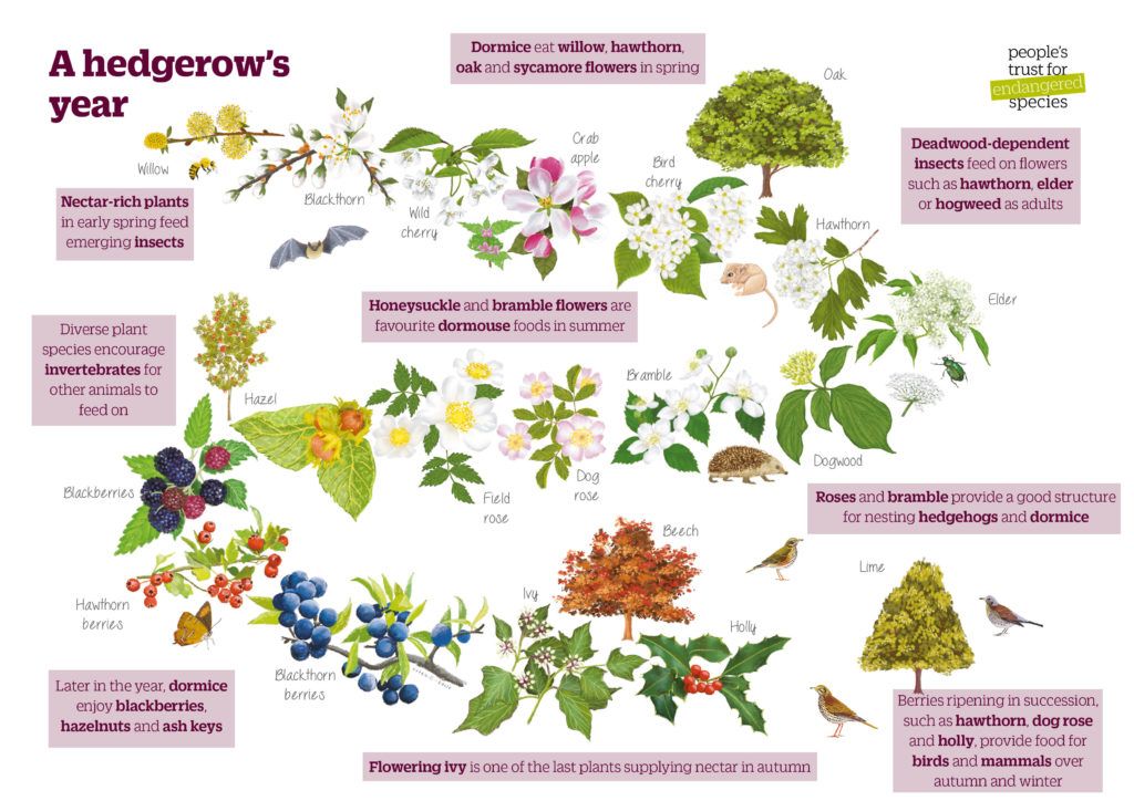 A diagram show the changes in hedgerow plants and the wildlife over a year