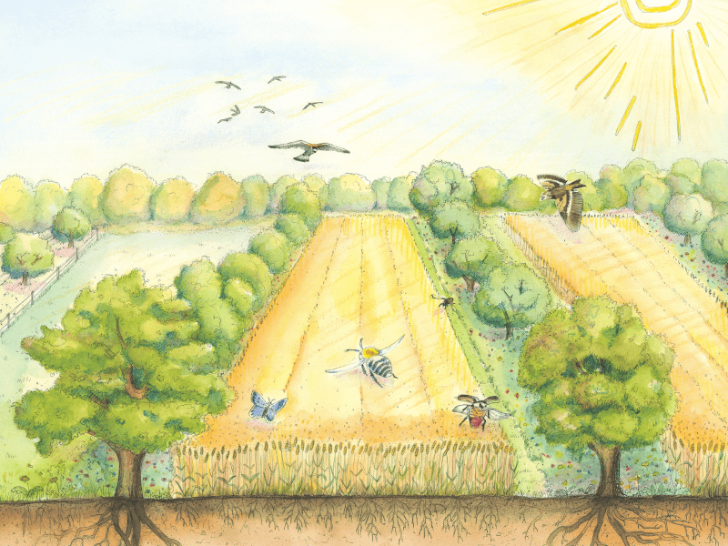 A painting of fields with crops and rows of trees, birds, butterflies, bees , sunshine, soil and tree roots