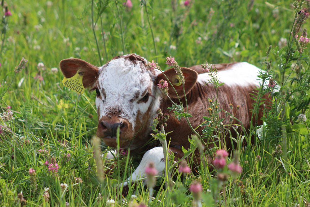 English Longhorn calf lying in the grass