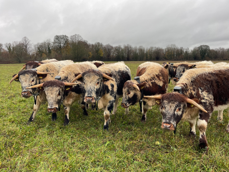 A group of English Longhorn heifers