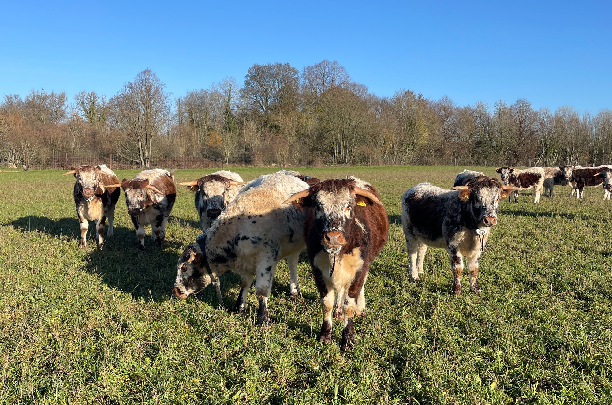 Cattle and blue sky
