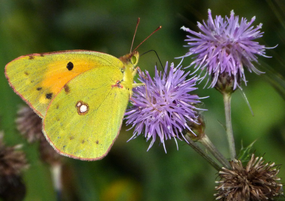 Clouded yellow butterfly on a thistle