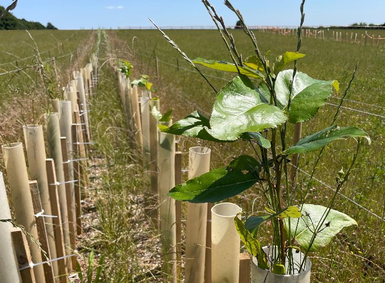 Lines of young tree saplings in rows