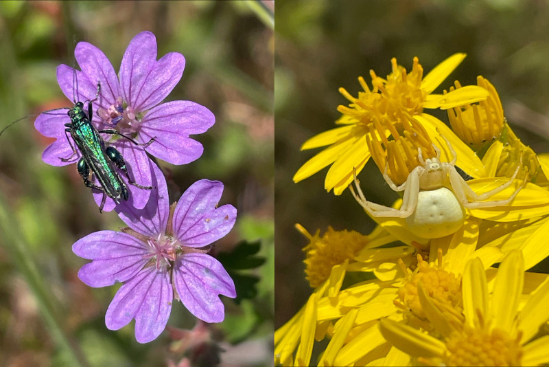 Two types of flowers with a beetle and a spider sitting on them