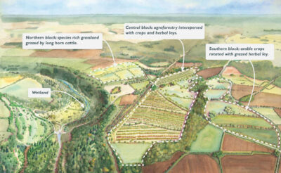 A painting of the future vision of Sapperton Wilder in the future with agroforestry, cattle and a wetland