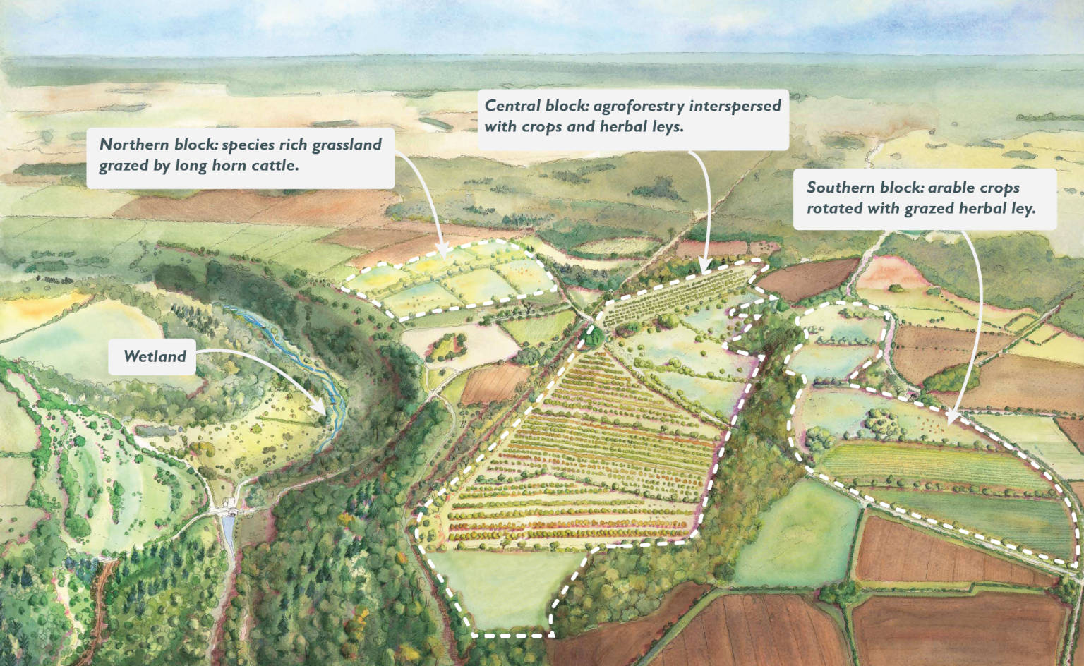 A painting of the future vision of Sapperton Wilder in the future with agroforestry, cattle and a wetland
