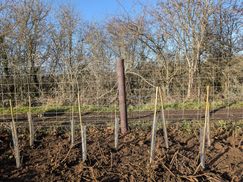 A row of hedge saplings which have just been planted