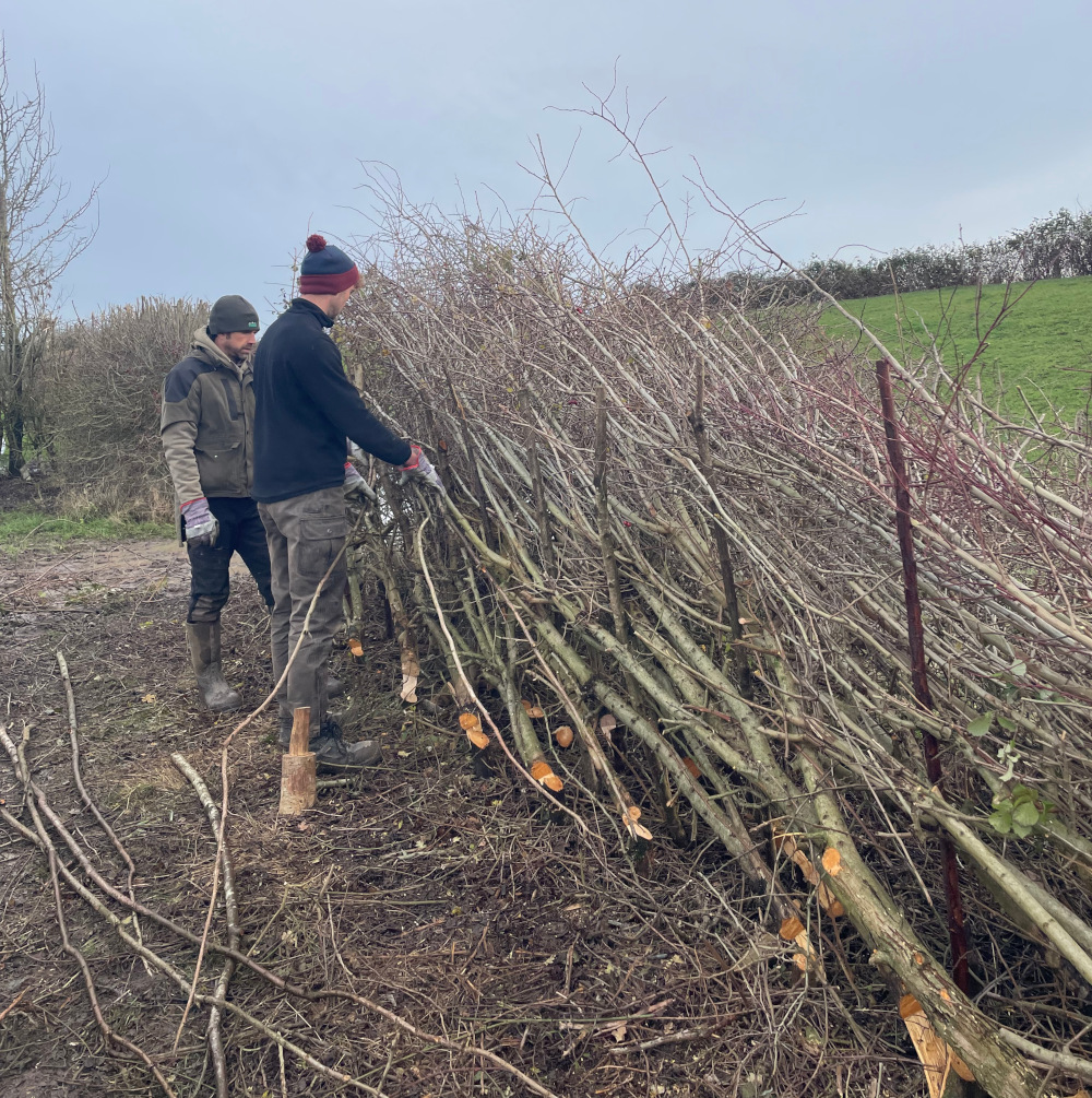 Two men laying a hedge