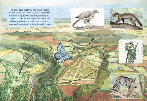 Large blue butterfly