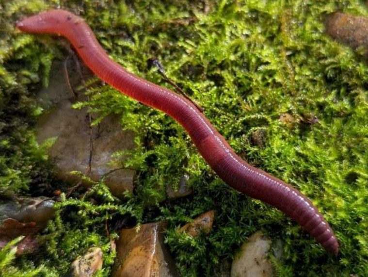 Earthworm on top of moss