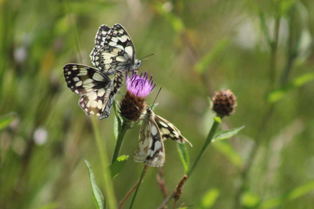 Marbled white butterfly on Knapweed