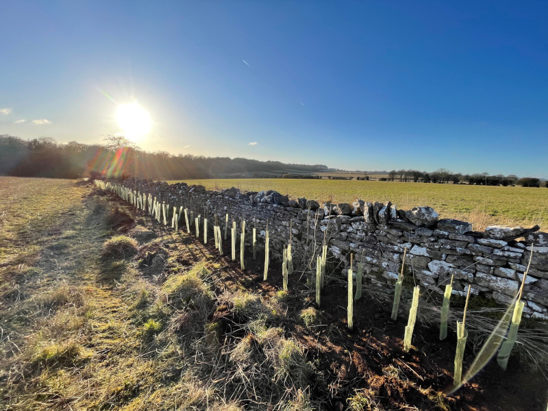 A row of saplings next to a stone wall
