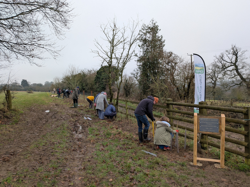 People planting hedge saplings