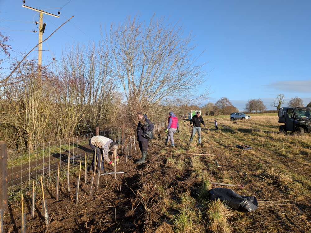 People planting hedge saplings