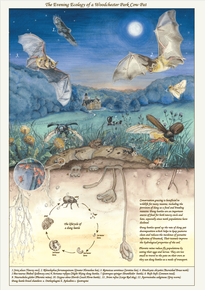 The evening ecology of a woodchester park cow pat 2