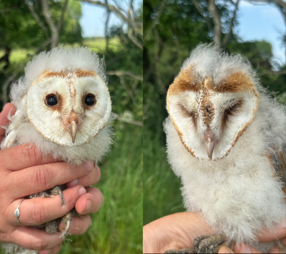 Two barn owl chicks