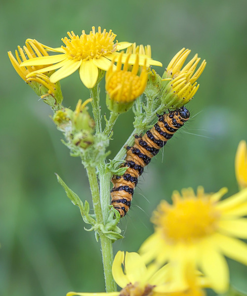 Illuvis cinnabar moth