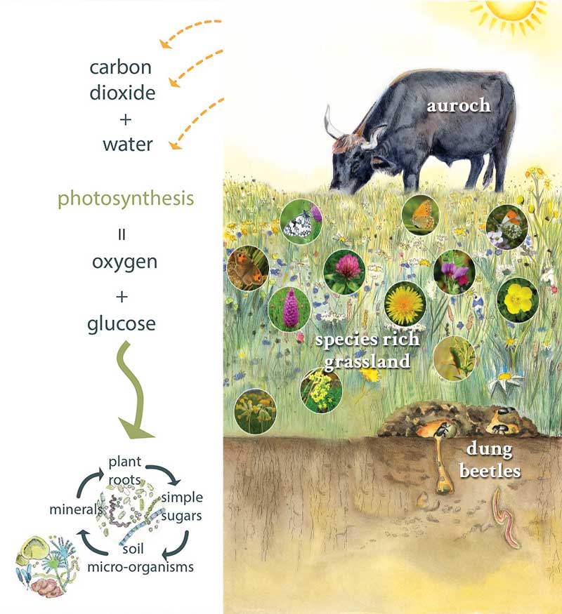 Sapperton wilder past present and future auroch