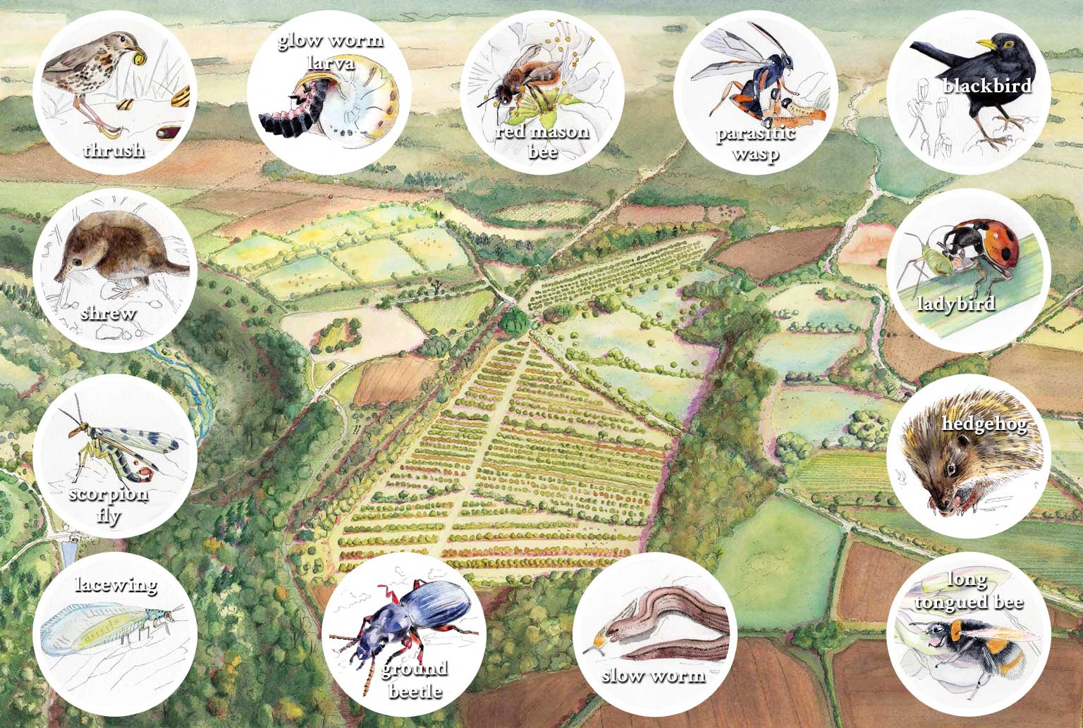 Sapperton wilder past present and future ecosystem dynamics hedgerows