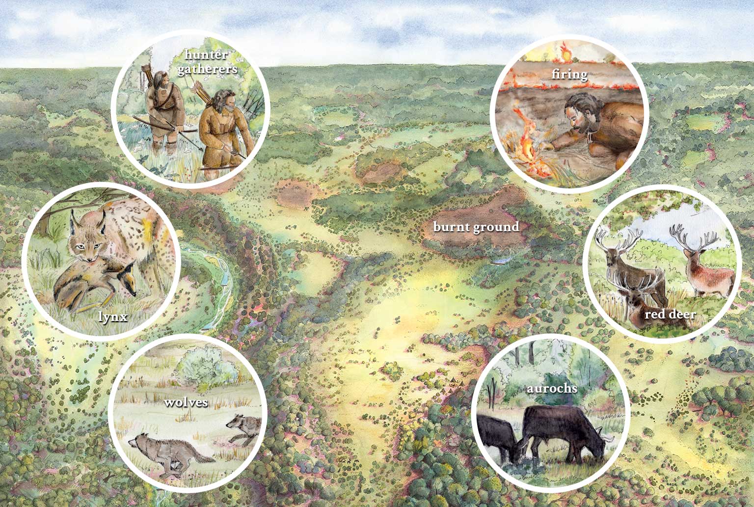 Sapperton wilder past present and future ecosystem dynamics