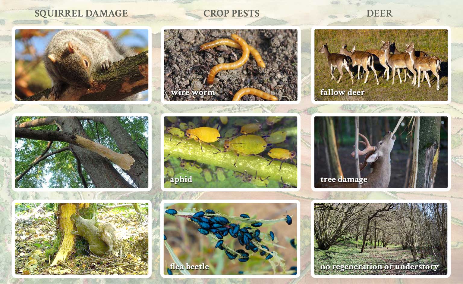 Sapperton wilder past present and future ecosystem imblanace