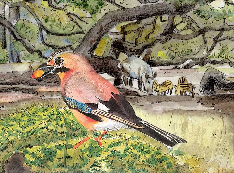 Sapperton wilder past present and future jay and wild boar