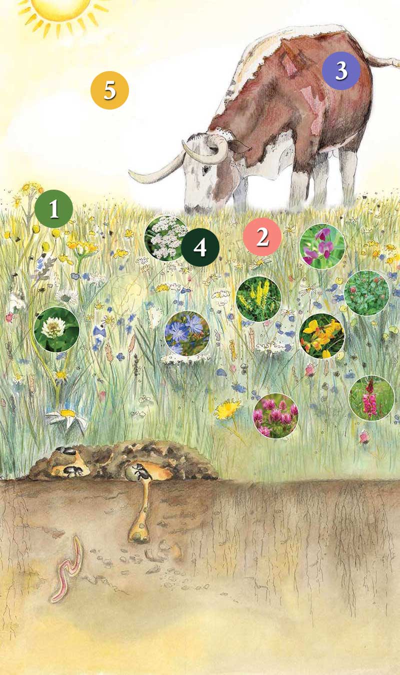 Sapperton wilder past present and future nutrient cycle and energy flows graphic